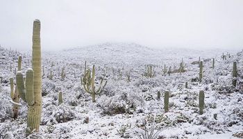 Pustynia Sonora zaskoczyła wszystkich opadami śniegu. Anomalia wygląda jednak przepięknie