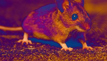 Naukowcy znaleźli sposób, by częściowo zregenerować amputowane myszom kończyny