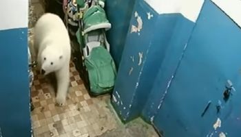 Ponad 50 niedźwiedzi polarnych w poszukiwaniu pożywienia zaatakowało rosyjskie miasteczko