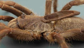 Nowo odkryty gatunek tarantuli zdumiewa naukowców. Na jej głowie znajduje się osobliwy „róg”