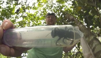 Gigantyczna pszczoła znaleziona w indonezyjskiej dżungli. To „latający buldog” wśród owadów