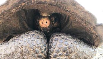 Wielkie żółwie z Galapagos uważano za wymarłe. Po raz pierwszy od ponad 110 lat znaleziono żywy okaz