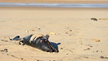 1100 martwych delfinów pojawiło się na francuskich plażach. Wiele zostało potwornie okaleczone