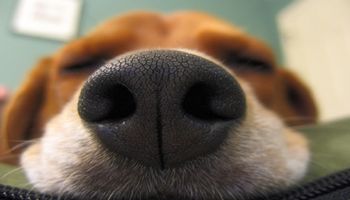 Okazuje się, że psy mogą wykryć raka we krwi. Urocze nosy naszych czworonogów są niezastąpione