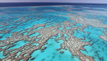 Wielka Rafa Koralowa wykazuje oznaki poprawy. Część struktury zaczyna „ożywać”