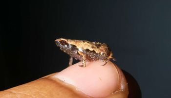 Na Madagaskarze odkryto nowy gatunek miniaturowej żaby. To jedne z najmniejszych kręgowców