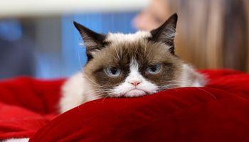 Grumpy Cat nie żyje, a internauci domagają się jej sklonowania. Nie jest to jednak najlepszy pomysł