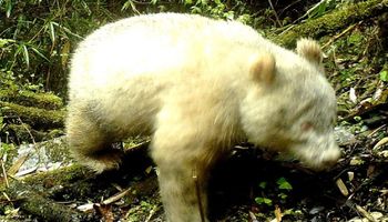 Niezwykle rzadka panda albinos została zauważona w chińskim rezerwacie przyrody