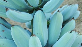 Banany Blue Java są nie tylko niebieskie, ale również smakują jak lody waniliowe