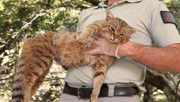 Nowy gatunek „koto-lis” został odkryty na Korsyce. Do tej pory uważany był za mit