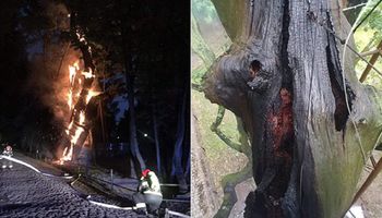 Spłonął dąb Mieszko I. Pomnik przyrody jest jednym z najstarszych drzew w Polsce