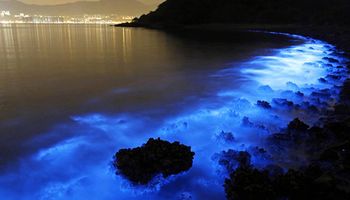 Bioluminescencyjny plankton zachwyca widokami. Morskie iskierki mogą być jednak niebezpieczne