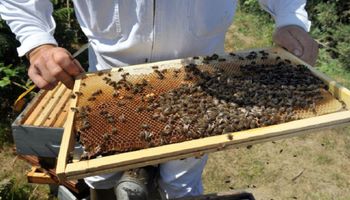 Fale upałów w Europie mogą oznaczać zagładę dla pszczół, alarmują specjaliści