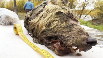Niesamowicie zachowana głowa wilka z epoki lodowcowej została znaleziona na Syberii