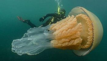 Nurkowie zauważyli gigantyczną meduzę u wybrzeży Wielkiej Brytanii. Jest wielkości człowieka
