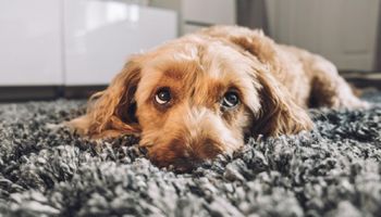Twój pies patrzy na ciebie błagalnie i robi maślane oczy? To dzieło ewolucji