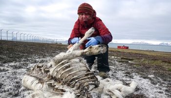 200 martwych reniferów zostało znalezione na Svalbardzie. Wszystko przez zmiany klimatyczne