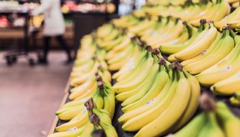 Groźny grzyb atakuje banany. W takim tempie ulubione owoce mogą zniknąć ze sklepów