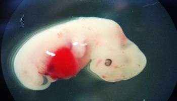 Powstanie ludzko-zwierzęca hybryda. Japonia wydała zgodę na eksperymenty z embrionami