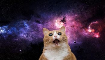 O tym, jak spadający kot okazał się mieć wręcz kluczowe znaczenie w eksploracji kosmosu