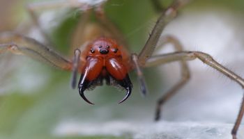 Jadowite pająki w Polsce. Gdzie można je znaleźć i których gatunków lepiej unikać?