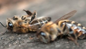 Masowe wymieranie pszczół w Brazylii. W ciągu 3 miesięcy zginęło ponad 500 milionów owadów