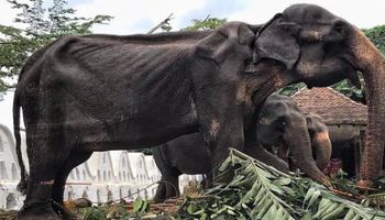 70-letnia Tikiri stała się symbolem potwornego cierpienia słoni dla ludzkiej rozrywki
