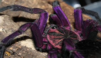 Pamphobeteus nigricolor to najpiękniej ubarwiony pająk. Zdecydowanie zachwyca kolorami