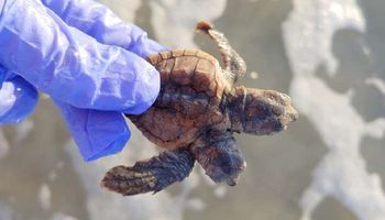 Dwugłowy żółw został znaleziony na plaży przez ekologów. To niezwykle rzadki przypadek