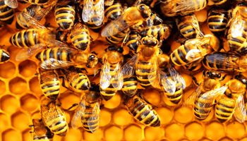 Pszczoły zostały uznane za najważniejszy żywy organizm na Ziemi. Bez nich fauna szybko zniknie