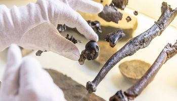 Znaleziono kości przodka sprzed 11 milionów lat, które zdradzają, jak zaczęliśmy chodzić