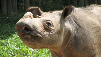 Odeszła Iman, ostatni przedstawiciel nosorożca sumatrzańskiego na terenie Malezji