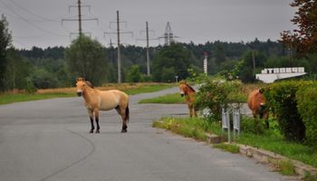 Konie Przewalskiego zamieszkały w Czarnobylskiej Strefie Wykluczenia. Gatunek ma szansę przetrwać