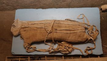 Mumie lwiątek znaleziono wraz z setkami artefaktów podczas wykopalisk w nekropolii Sakkara