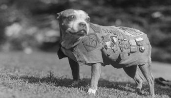 Sierżant Stubby, bezpański pies, który został bohaterem podczas I wojny światowej