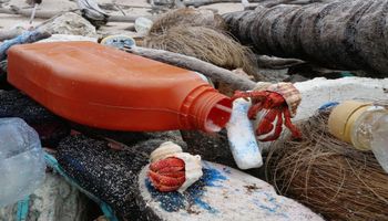 Pół miliona martwych krabów znaleziono pod lawiną plastikowych śmieci na Wyspach Kokosowych