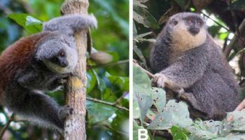 Nowy gatunek puchatych małp został przypadkiem odkryty w amazońskiej dżungli