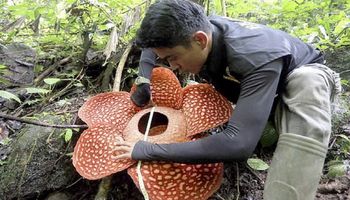 W Indonezji zakwitła bukietnica z gatunku Rafflesia tuan-mudae. To jeden z największych kwiatów