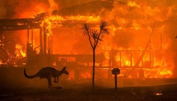 Pożary w Australii pochłonęły prawie 500 milionów zwierząt. Najbardziej zagrożone są koale