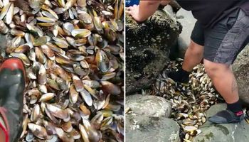 Tysiące małż ugotowanych na śmierć znaleziono na brzegu plaży w Nowej Zelandii