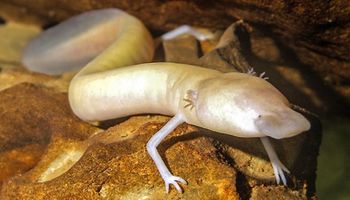 Najbardziej leniwe stworzenie, czyli salamandra, która nie ruszyła się z miejsca przez 7 lat