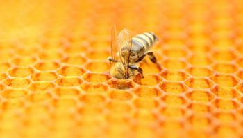 Genetycznie modyfikowane bakterie mogą pomóc ocalić populację pszczół miodnych