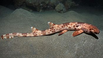 Odkryto cztery nowe gatunki chodzących rekinów i trzeba przyznać, że są absolutnie urocze