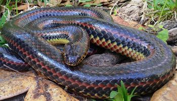 Tęczowy wąż został zauważony po raz pierwszy od ponad 50 lat w parku narodowym na Florydzie