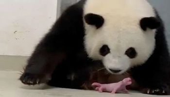 Obejrzyj nagranie rodzącej pandy, by na chwilę oderwać się od czarnych myśli