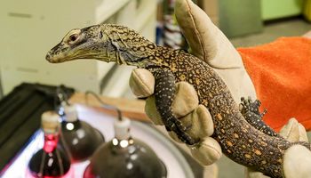 Zoo odkryło, że nowo narodzone warany z Komodo przybyły na świat bez ingerencji samca