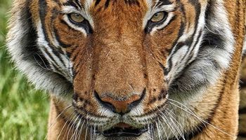 U tygrysa w nowojorskim zoo zdiagnozowano koronawirusa SARS-CoV-2