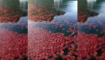 Opuszczona plaża na Filipinach została przejęta przez tysiące czerwonych meduz