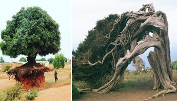 20 fenomenalnych zdjęć drzew, których pragnienie życia jest tak silne, że przetrwają wszystko