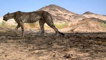 Krytycznie zagrożony gepard saharyjski został zauważony po raz pierwszy od dekady